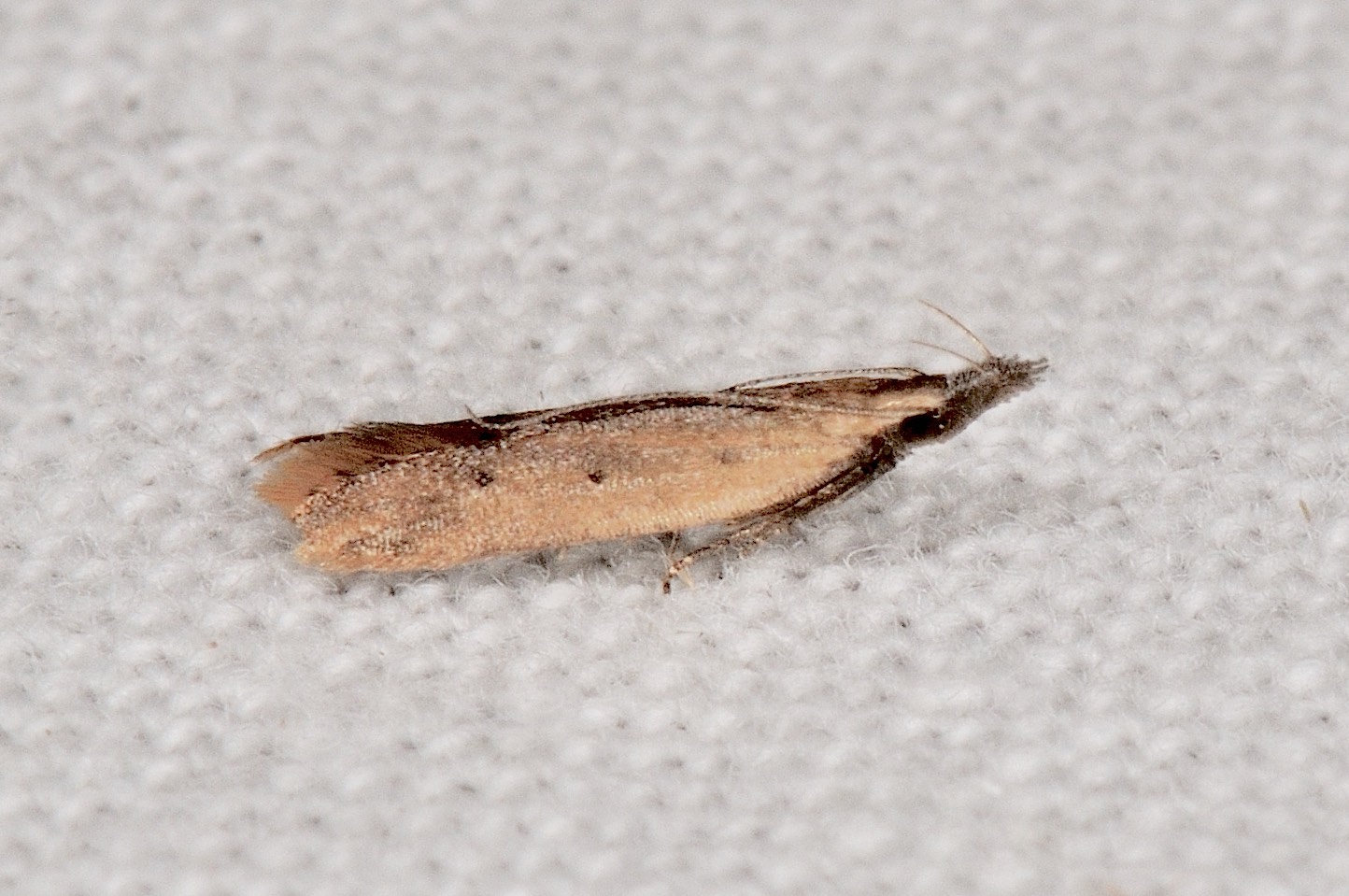 Gelechiidae: Dichomeris  cfr acuminatus